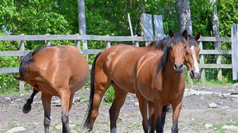 About Brownell/Giffords Corner | Schools, Demographics, Things to Do ...