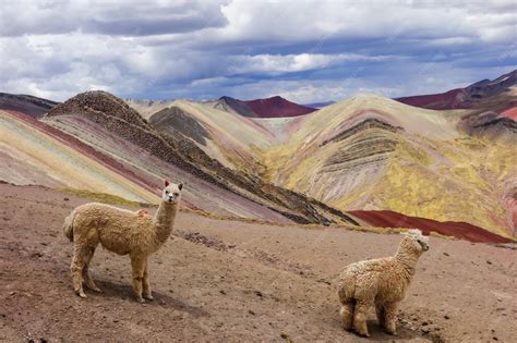 Llamas in palccoyo rainbow mountains, in cusco, peru. colorful ...