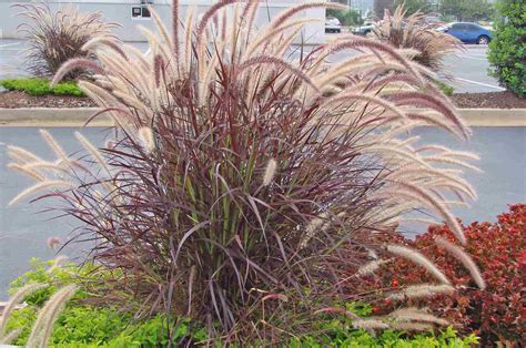 Miniature Ornamental Grasses
