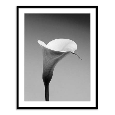 Calla No. 3 – Calcuttan