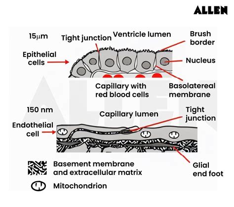 Choroid: Anatomy, Function, Choroid Plexus
