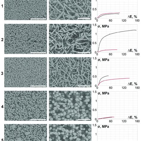 Image result for Scale Bar Magnification