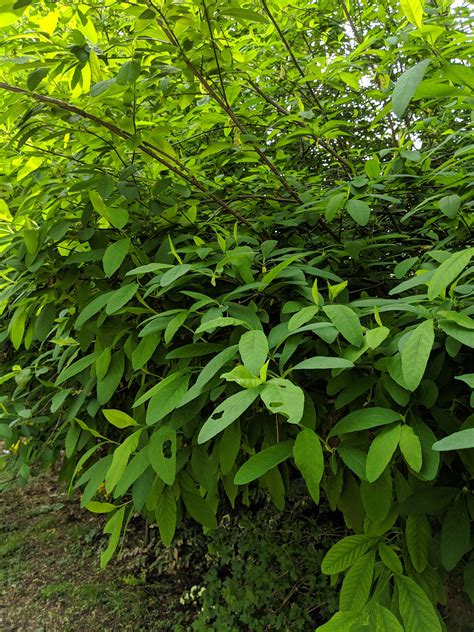 Evergreen Bush That Smells Like Cat Pee at Martha Holt blog