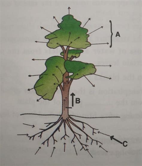 4. An outline sketch of a tree is shown in a diarebelow. Study the same ...