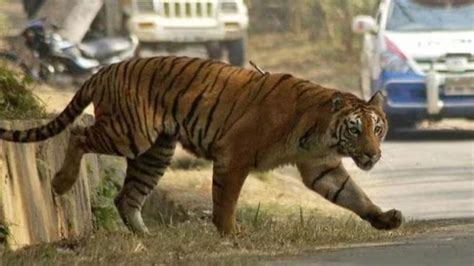 Maharashtra tiger attack: കടുവ പ്രദേശവാസിയെ കൊന്നു; വനം വകുപ്പ് ...