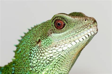 Image result for Reptiles Predators