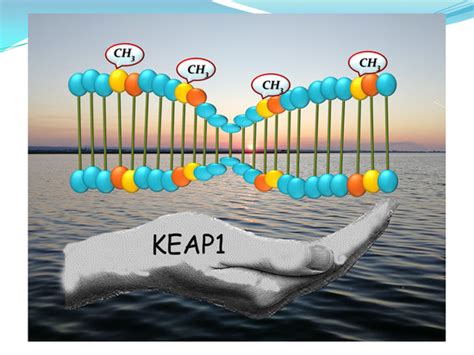 Methylation Density Pattern of KEAP1 Gene in Lung Cancer Cell Lines ...