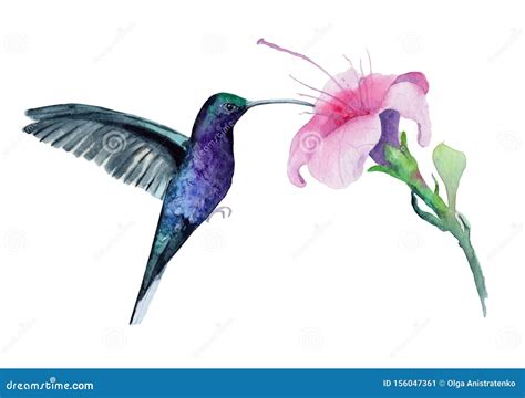Hummingbird And Flower Drawings