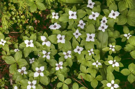 6 Types Of Dwarf Dogwood Trees With Pictures – GKAALN