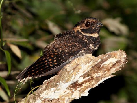 Silky-tailed Nightjar - eBird
