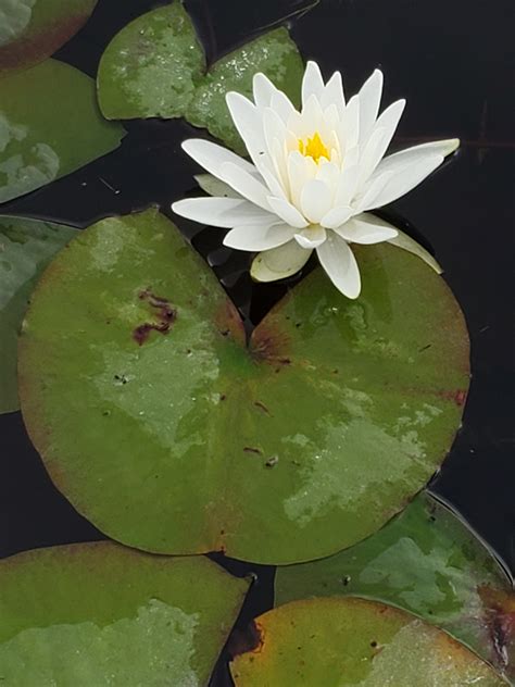 Water Lily Flower Lifespan at Phillip Pusey blog