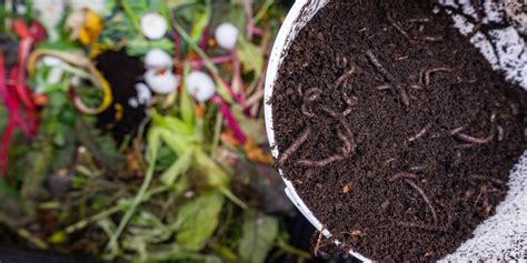 Image result for Worm Composting