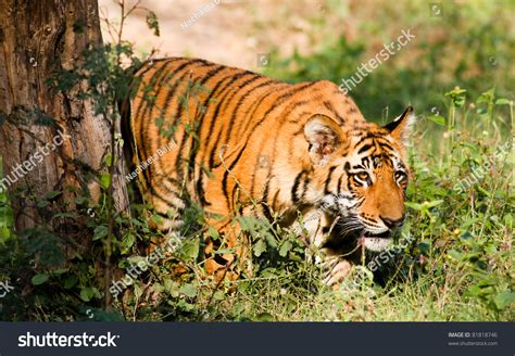 Tiger Tiger Burning Bright Stock Photo 81818746 | Shutterstock