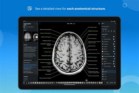 Imaios Eanatomy