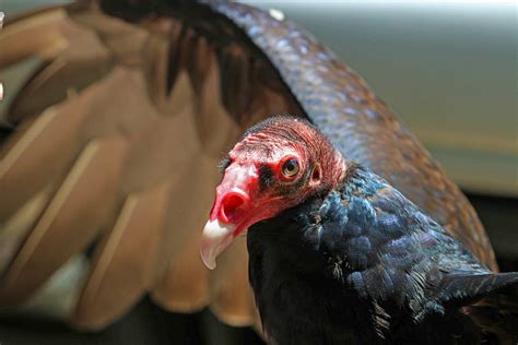 Turkey Vultures — Northern Virginia Bird Alliance