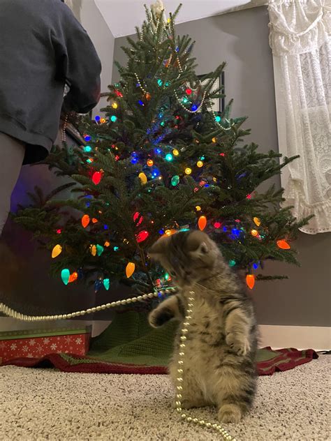 Found an abandoned kitten two weeks ago. Tonight Eddie is "helping ...