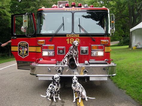 Best 13 Fire house dog – Artofit