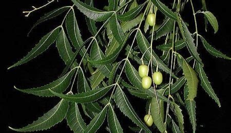 MARGOSA TREE ( AZADIRACHTA INDICA) - Kerala Naturals