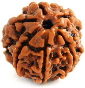 Fine Creation 6 Mukhi Rudraksha Original Nepali | Six Face Rudraksha ...