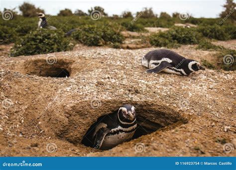 Penguins in Patagonia Peninsula De Valdes Argentina, Magellanic Penguin ...