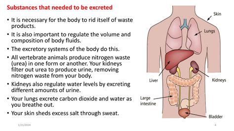 Excretion-in-humans-igcse.pptx