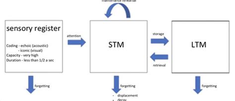 Image result for Multi-Store Memory Model OE