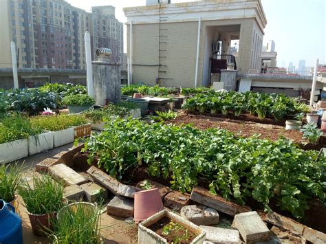 长沙老人把小区楼顶“开垦”成菜园，规模巨大震惊邻居，目前正清除_腾讯新闻