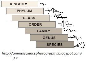 Image result for Linnaean Hierarchy Explained