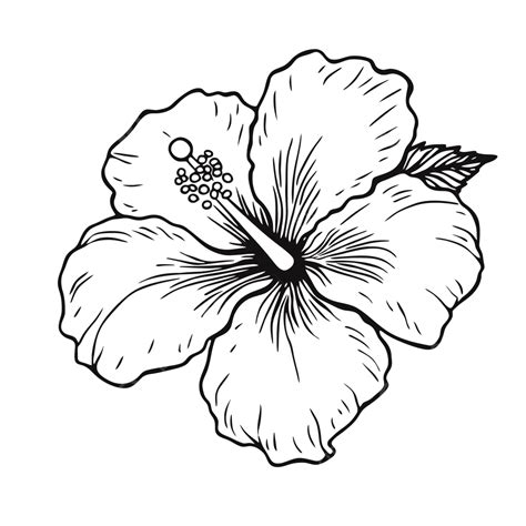 Hibiscus Flower Silhouette