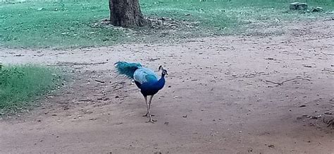 CEYLON TOURIST BOARD REST HOUSE (Kataragama) - Guesthouse Reviews ...