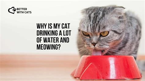 5 Reasons Why Is My Cat Drinking A Lot Of Water And Meowing
