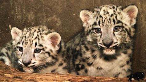Snow Leopard Cubs Wallpaper