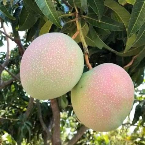 Choose the Grafted R2E2 Mango Plant for delicious, large mangoes with a ...
