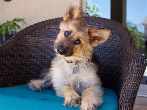 German Shepherd With Rare Condition Looks Like A Puppy