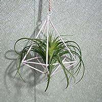 Buy Kucus Flower Pots Planters Wall Hanging Tillandsia Air Plants Rack ...