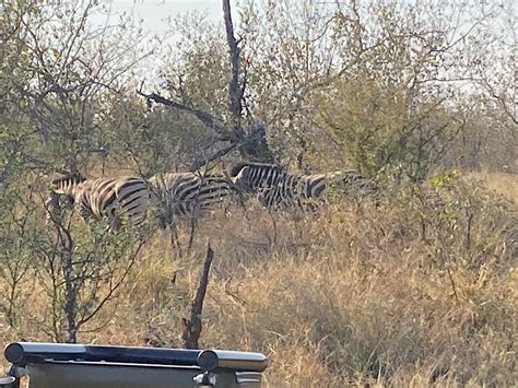 SAFARI.REINHARDT (2025) All You Need to Know BEFORE You Go (with Photos ...