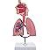 Buy 4D Respiratory System Model by TEDCO Online India | Ubuy