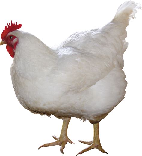 Image result for Hen Design Algorithm