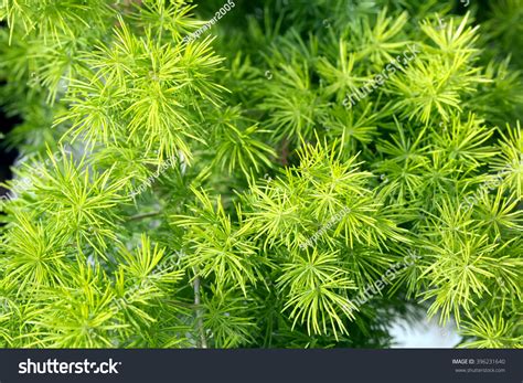 Image result for Using Ming Fern to Replicate Tree Trees