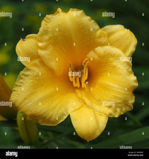 Stella de'Oro Daylily. Scientific name: Hemerocallis. Higher ...