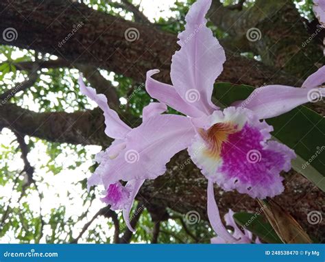 Orchid cattleya Mossiae stock photo. Image of nature - 248538470