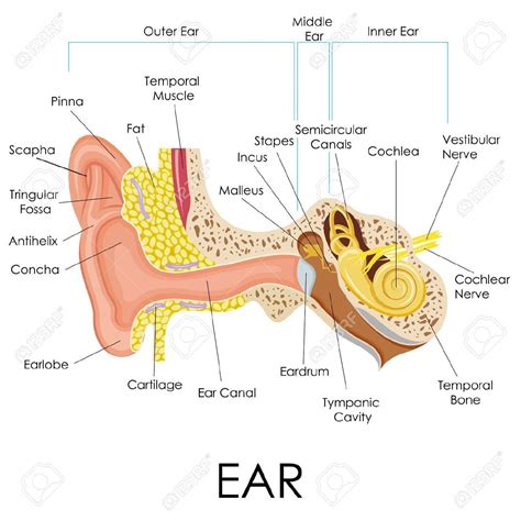ear – ear meaning – MSDW
