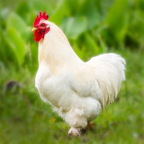 White Cochin Bantam Chicks - Chicken Breeds Farm