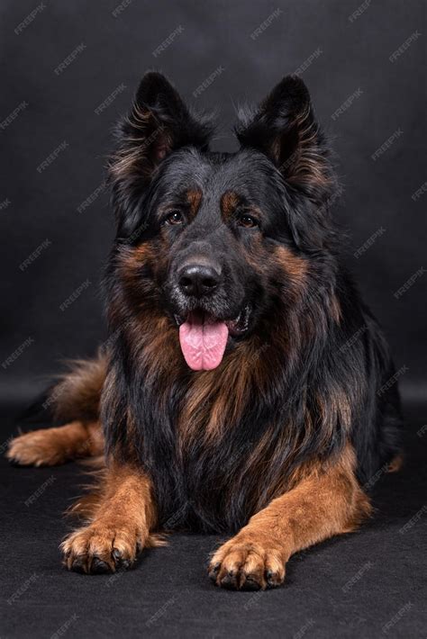 Long Haired German Shepherd
