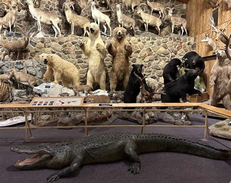 International Wildlife Museum - Attraction Guide | TucsonTopia