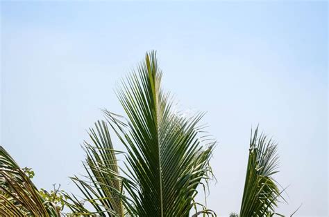 Palm tree or trachycarpus fortunei | Premium Photo