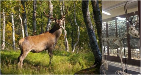DNA analysis reveal Stone Age humans brought Red Deer to Scotland by ...