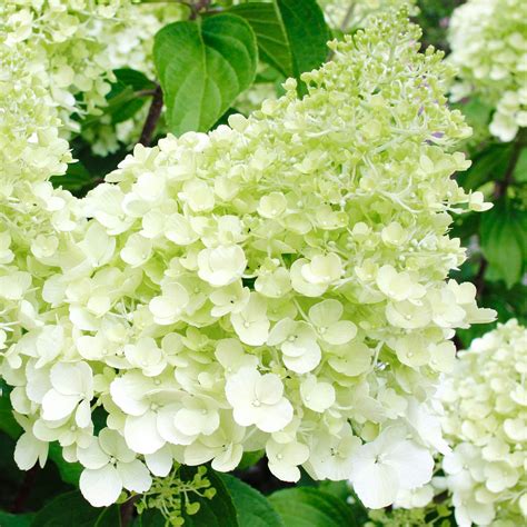 Buy Hydrangea paniculata Polar Bear Compact Deciduous Flowering Garden ...