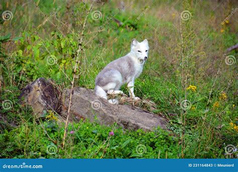 In Summer Arctic Fox Also Known As the White, Polar or Snow Fox, Stock ...