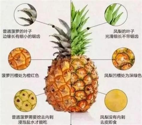 菠萝和凤梨有什么区别，是同一种水果吗？_瓜果_371种养致富网